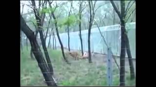 Leones Matan a Tigre en Zoologico Videos Asombrosos [upl. by Arda]