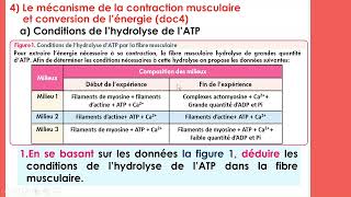 2Bac SVT suite  Le mécanisme de la contraction musculaire [upl. by Otrebron]