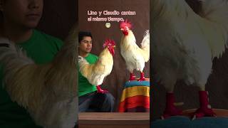 Gallo vs gallo cantando juntos gallos mascotas funnyshorts [upl. by Card336]