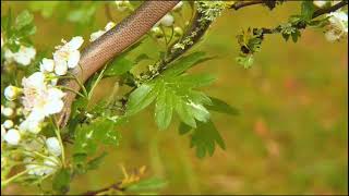 Snake on Flowers Mountain Wonders [upl. by Tekla]