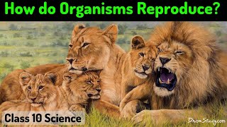 How do Organism Reproduce  CBSE Class 10 X Science Biology  Toppr Study [upl. by Neirod493]