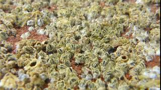 Barnacles feeding at Paignton Devon [upl. by Marcelo463]