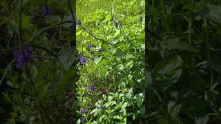 Flowers of Stachytarpheta jamaicensis L Vahl [upl. by Nolyat]