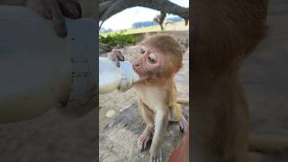 Baby monkey drinking milk 🍼🐵monkey baby shorts 0190 [upl. by Caldeira]