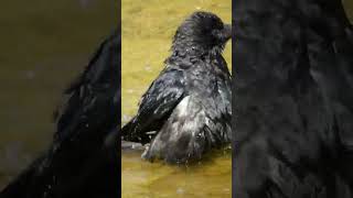 Crows cooling off on a hot day last part birds Crow [upl. by Janaye241]