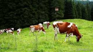 Sommer in Saalbach Hinterglemm Glückliche Kühe auf dem Sommer Almwiesen im Winter Skipisten [upl. by Flss]