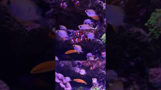 Fish Harmony AquavibezAquarium trending shorts ytshorts youtubeshorts saltwateraquarium [upl. by Malinde]