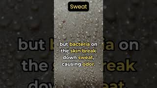 sweat The Truth About Sweat Why It Doesnt Smell [upl. by Annawik]