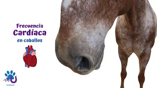 Frecuencia Cardiaca en Caballos [upl. by Esyak]