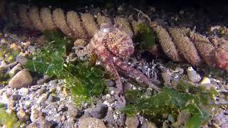 Octopus  Nature Lovers [upl. by Awram]