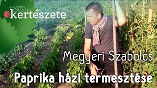 Paprika házi termesztése  Vízmegtartó bakhát építése  Capsicum annum [upl. by Haeel]