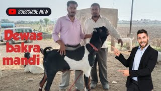 Dewas bakra mandi live update 7 November 2024 [upl. by Ehsom200]