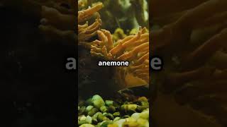 How Sea Anemones Use Their Stinging Cells [upl. by Mick]