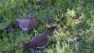 WhiteWinged Doves [upl. by Chak178]