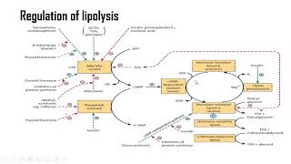 Lipolysis [upl. by Coy]