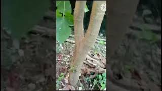 Mulberry செடிய டிரிம் பண்ணியாச்சு🥰😍❤️ garden [upl. by Tihor]