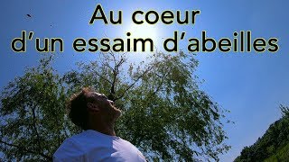 Au coeur dun essaim dabeilles [upl. by Isaacson911]