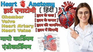 Heart Antomy and physiology In Hindi  structure of heart  layer  Valve  Interior heart [upl. by Stringer]