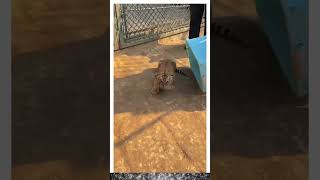 cute tiger cubs in a zoo shorts shortvideo [upl. by Katya56]