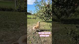 Appletree day highfive youtubecreators [upl. by Easlehc60]