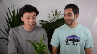 Jester Crown Fern House Plant  Plant Side Chat  Episode 3 [upl. by Rehm523]