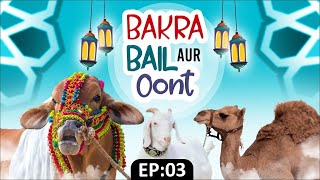 Bakra Bail Aur Oont Ep 3  Bakra Eid 2022  Bakra Eid Special Video 2022  Bakra Eid Series [upl. by Ardnahc]