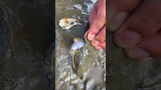 Oyster A lot After The Sea Low Tide oysters usa 100kviews fyp viral tiktok ur uk us [upl. by Enialedam]