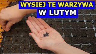 LUTY  Świetny Termin na Siewy tych Warzyw Co siać sadzić w Lutym Kalendarz Ogrodnika Warzywnika [upl. by Edmanda]