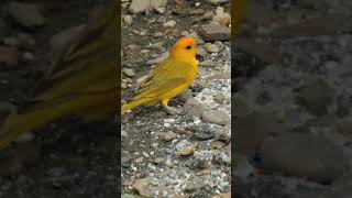 Beautiful Canary birds bird birdlife birdwatching birdspecies [upl. by Anidnamra671]