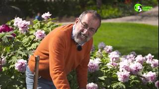 Strauchpfingstrosen pflanzen  Gartentipps von Volker Kugel  wwwgrünzeugtv [upl. by Ahras]