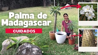 Palma de madagascar  Pachypodium lamerei 🌴 Cómo cuidarla [upl. by Jorey]