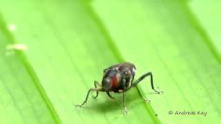 Drumming weevil [upl. by Marjana410]