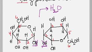 How to Form a Glycosidic Bond between Two Sugars [upl. by Llerahc837]