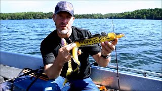 Savage Gear 3D Line Thru Burbot [upl. by Alimac]