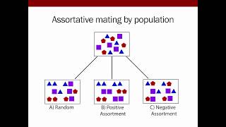 Goldberg A mechanistic model of assortative mating in a hybrid population [upl. by Aivlys845]