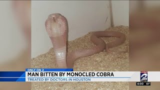 Man bitten by monocled cobra [upl. by Nathan]