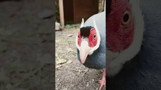 bażant uszak siwy samiec birds aviarylife animals aviary pheasant cute pets [upl. by Acirre768]