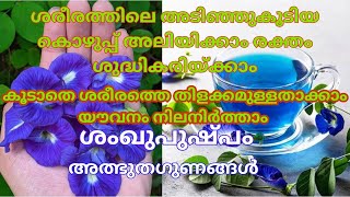 ശരീരത്തിലെഅടിഞ്ഞുകൂടിയ കൊഴുപ്പ് അലിയിക്കാം രക്തം ശുദ്ധികരിയ്ക്കാം benefits of Convolvulus prostratus [upl. by Tavia]