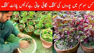 how to grow coleus plant from cutting [upl. by Humbert167]