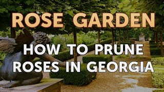 How to Prune Roses in Georgia [upl. by Sollie]