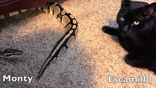 Yawning snake boops noses with cat [upl. by Enidlarej452]