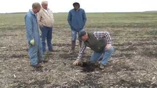 Rye As a Cover Crop  Aerial Seeding [upl. by Pavlov]