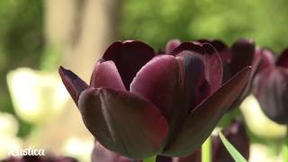 Comment cultiver des tulipes en jardinière [upl. by Eseila]