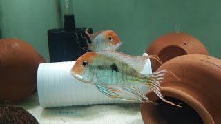 GEOPHAGUS RED HEAD TAPAJOS  SOUTH AMERICAN CICHLIDS  55 GALLON AQUARIUM [upl. by Orag]