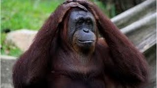 Documentary Apes HD 2017  The Bonobo Connection Wildscreen Festival [upl. by Cela662]