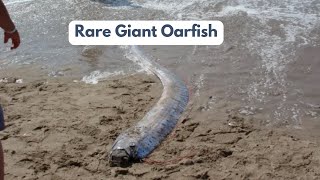 Rare Giant Oarfish  The doomsday fish [upl. by Arze]