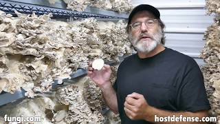 Paul Talks About Maitake Mushrooms [upl. by Enelaehs]