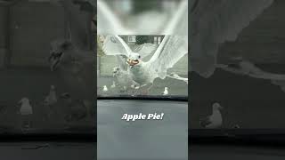 Funny Seagull Eats Pie in One Bite [upl. by Arrotal]