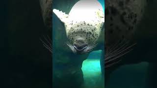 seal flips in the water seal sealy sealpup cuteseal cuteanimals animal animalmeme [upl. by Notaes]