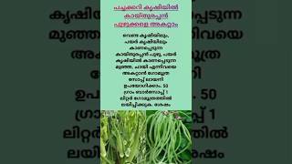 കൃഷി അറിവുകൾ  Pachakkari krishi  Vegetable farming shorts [upl. by Retsevlys]